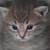 :icongingerbell331: