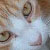 :icongingercloud: