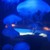 :icongingerkid12345: