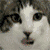 :icongiompme: