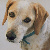 :icongir4694: