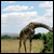 :icongiraffe-paralysis: