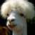 :icongirafferiffraff: