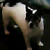 :icongirfzonfire: