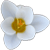 :iconGirl-Pirate: