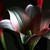 :icongirl-with-flower: