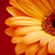 :icongirl21987: