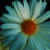 :icongirlinthetealscarf: