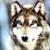 :icongirlwhocriedwolf: