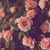 :icongirlwithsilvereyes: