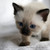 :icongirlyshadow: