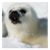 :icongiselefdu: