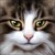 :icongiuli10035: