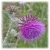 :icongizmo2406:
