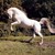 :icongizmopony: