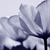 :icongkshweta: