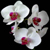 :icongl81456: