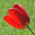 :iconglaerkasterin:
