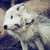 :iconglass-carousel: