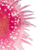 :iconglassanemone: