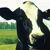:iconglasscow13: