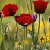 :iconglasscuore: