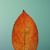 :iconglassmanet:
