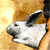 :iconglassrabbits: