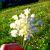 :iconglassray: