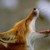 :iconglirulus: