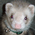 :iconglitch-da-ferret: