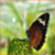 :iconglitter-smitter: