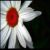 :iconglitteringxbutterfli: