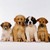 :iconglitterpuppy010201: