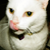 :iconglitterrstarrs: