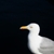 :iconglittra01: