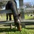 :iconglowiegirl: