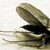 :iconglowphoto:
