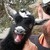 :icongoatlovesllama: