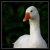:icongod-of-pigs:
