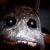 :icongodcharon: