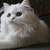 :icongoddess-pandora:
