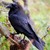 :icongoddessoftheraven: