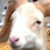 :icongodtierion: