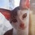 :icongoffy-lucc: