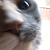 :icongogoglambam: