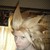 :icongokuknight: