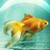 :icongold-fish-girl: