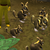 golddean :icongolddean: