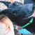:icongolddog25: